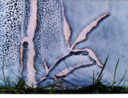 Blanc_au_titane2.jpg (225745 octets)